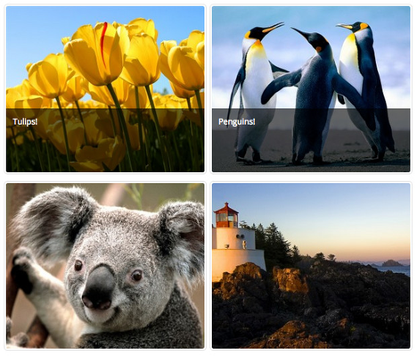 Photo Gallery Widget Example